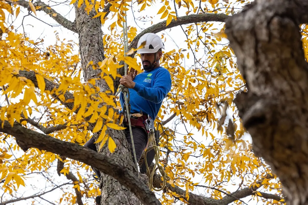 Skilled Tree Planing crew working in Johnstown